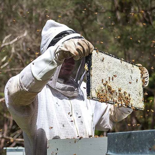 地元農家とパートナーシップを結び、マヌカの栽培とともにミツバチの世話にも力を注ぐ
